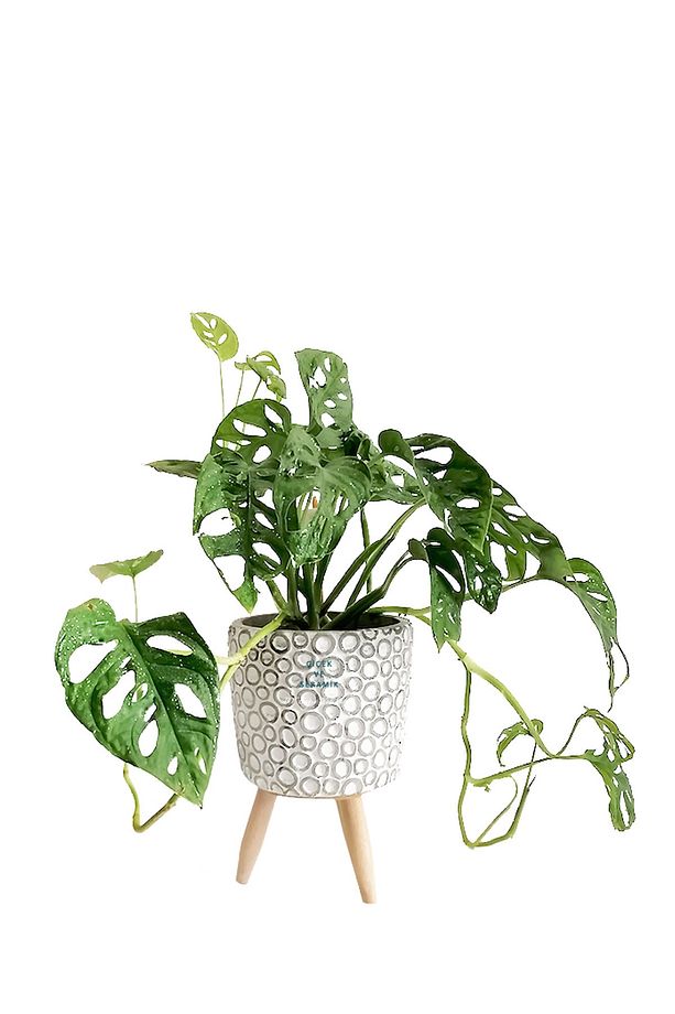 Monstera Adansonii Maskeli Deve Tabanı Saksılı - 1