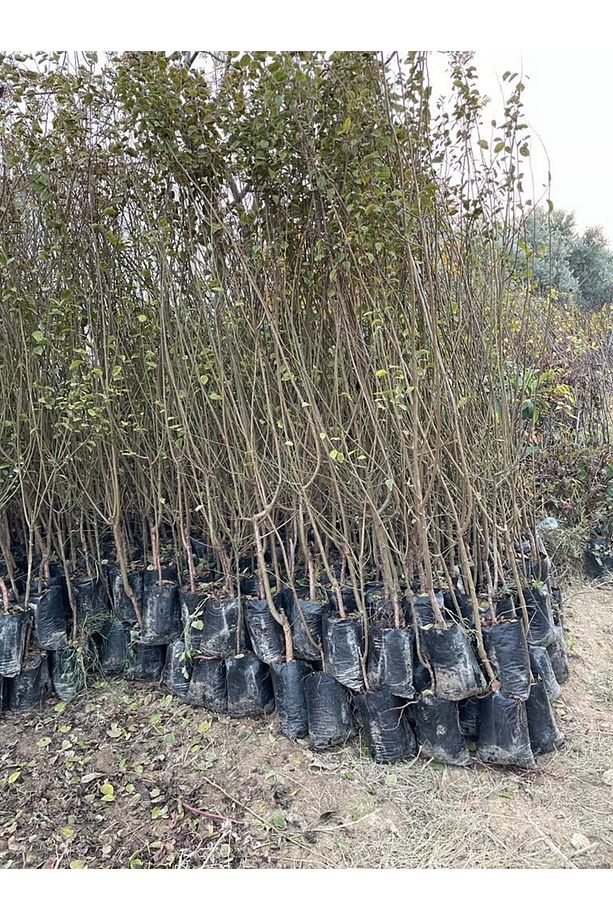 Tüplü Aşılı Can Erik Fidanı 3 Yaş 110-130cm - 1