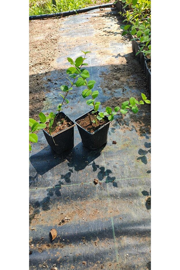 Kış Hanımeli Fidan Lonicera Fragrantissima ( Limon Kokulu ) - 2