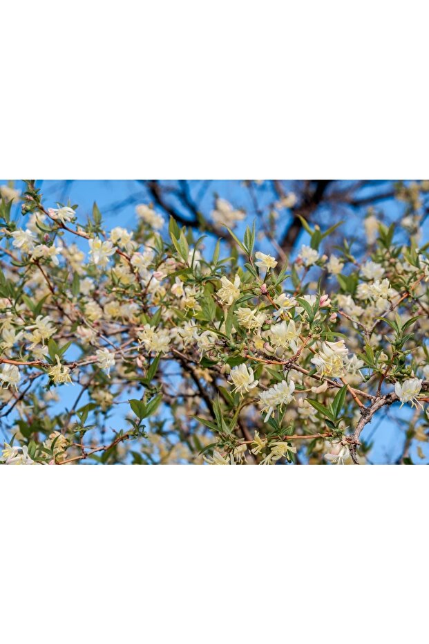Kış Hanımeli Fidan Lonicera Fragrantissima ( Limon Kokulu ) - 5