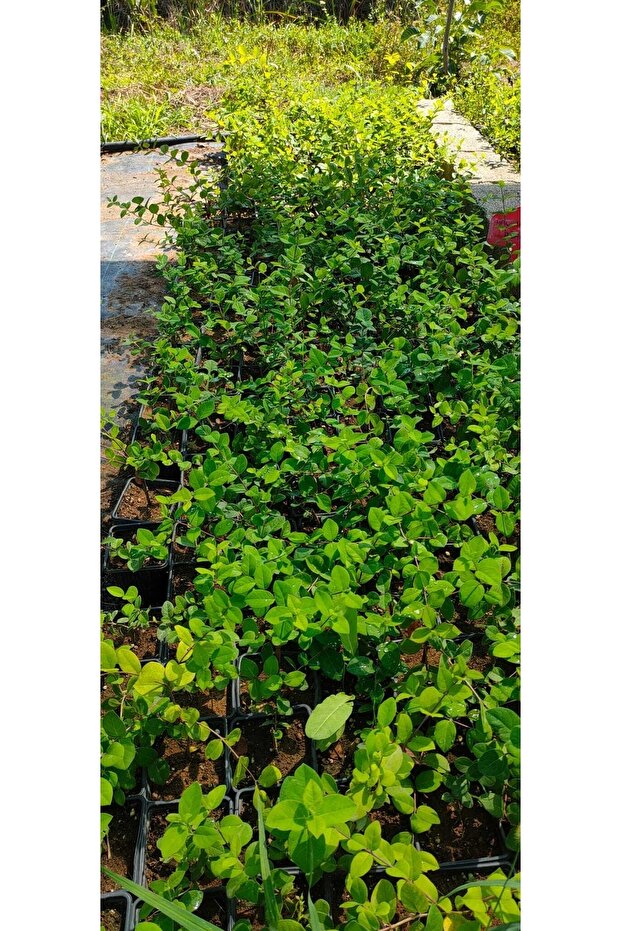 Kış Hanımeli Fidan Lonicera Fragrantissima ( Limon Kokulu ) - 1