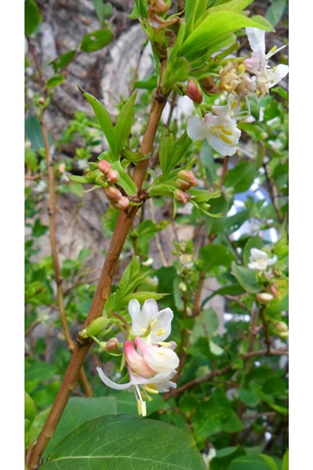 Kış Hanımeli Fidan Lonicera Fragrantissima ( Limon Kokulu ) - 4