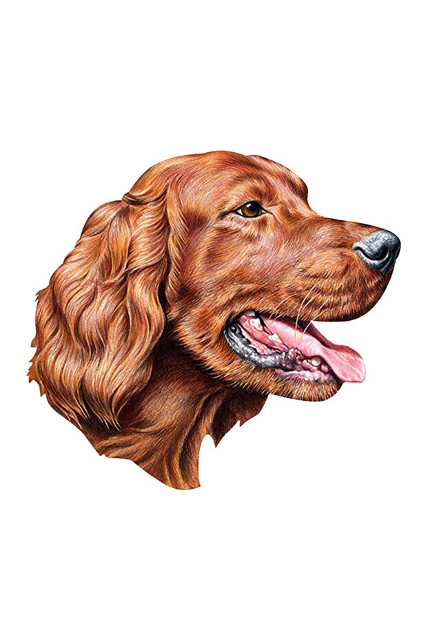 ملصق لاصق أيرلندي 15 سم - 1