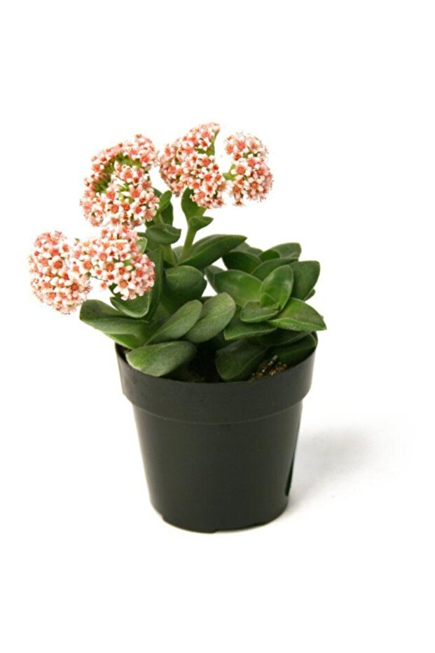 Crassula Springtime Sukulent - 1