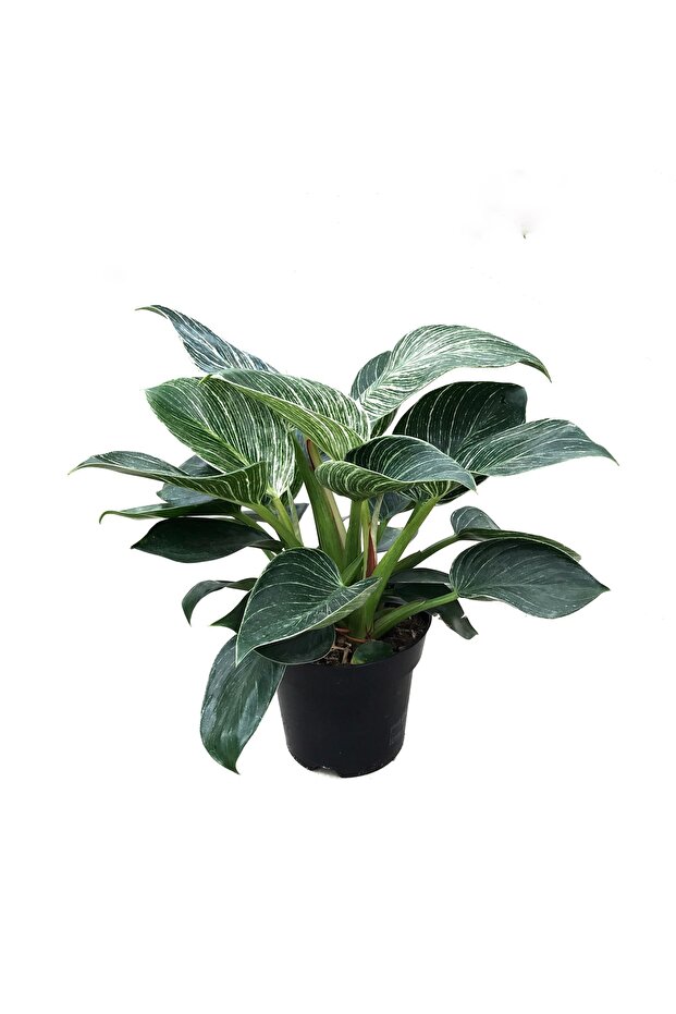 Philodendron 'birkin' - 1