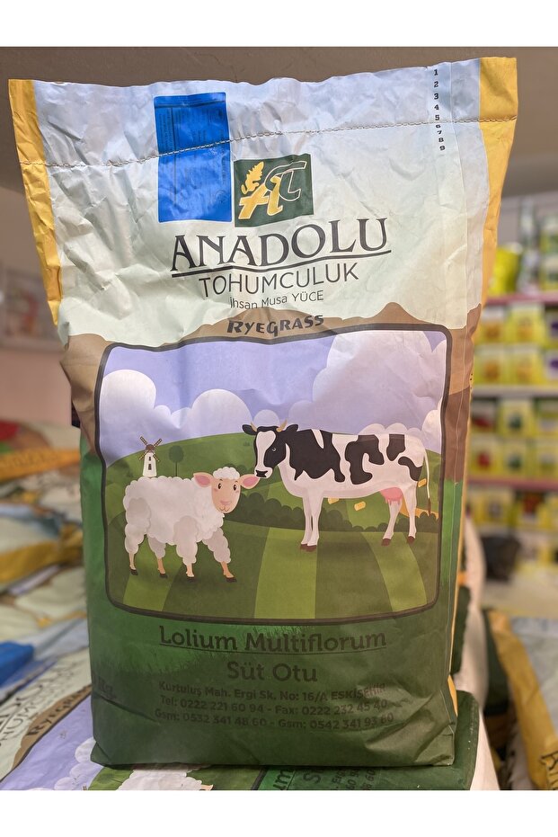 Reygrass Italyan Çimi - 1