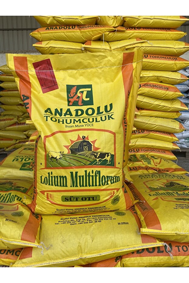 Reygrass Italyan Çimi - 3