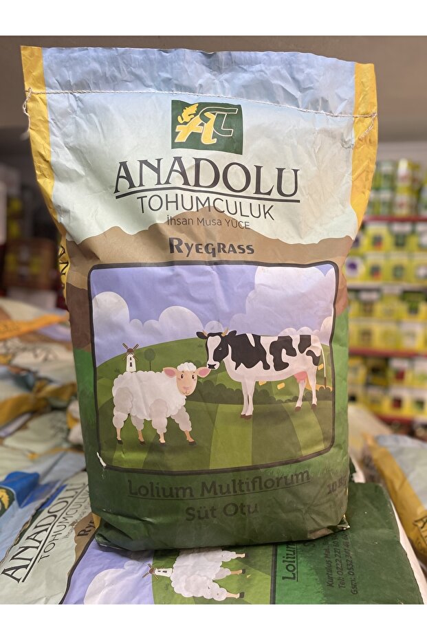 Reygrass Italyan Çimi - 2