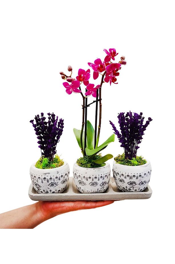 Mini Orkide Ve Mor Lavanta Set Efes Serisi Saksıda & Yıl Dönümü Hediye Bitki Canli Cicekler - 3