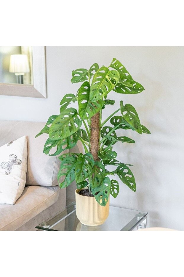 Monstera Monkey/deve Tabanı - 2
