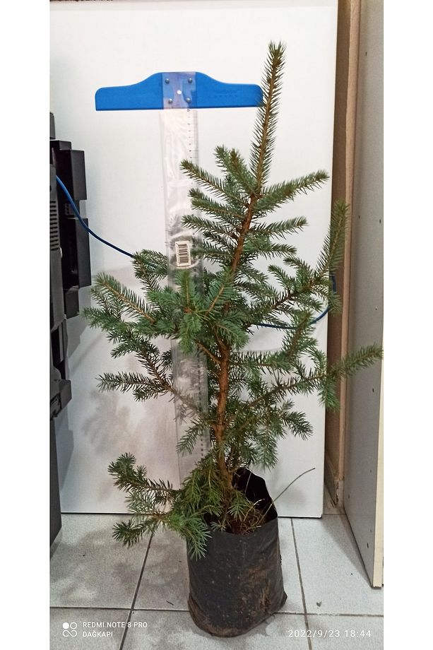 Mavi Çam Fidanı - 1