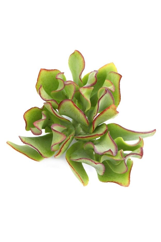 Crassula Mesembryanthoides Siide Sukulent