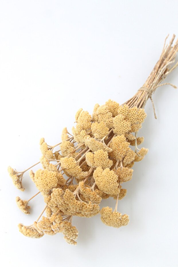 Dried Flower Umbrella Grass Bunch Natural (Special Cut)