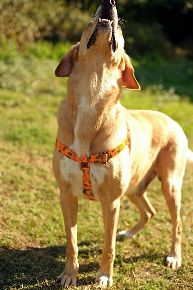 طوق صدر للكلاب من الصنوبر - 3