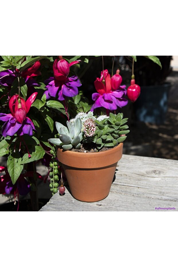 Crassula Springtime Sukulent - 2