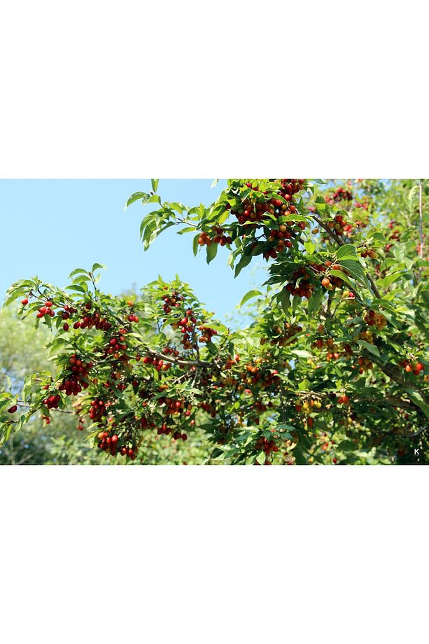 Kızılcık Fidanı - 2