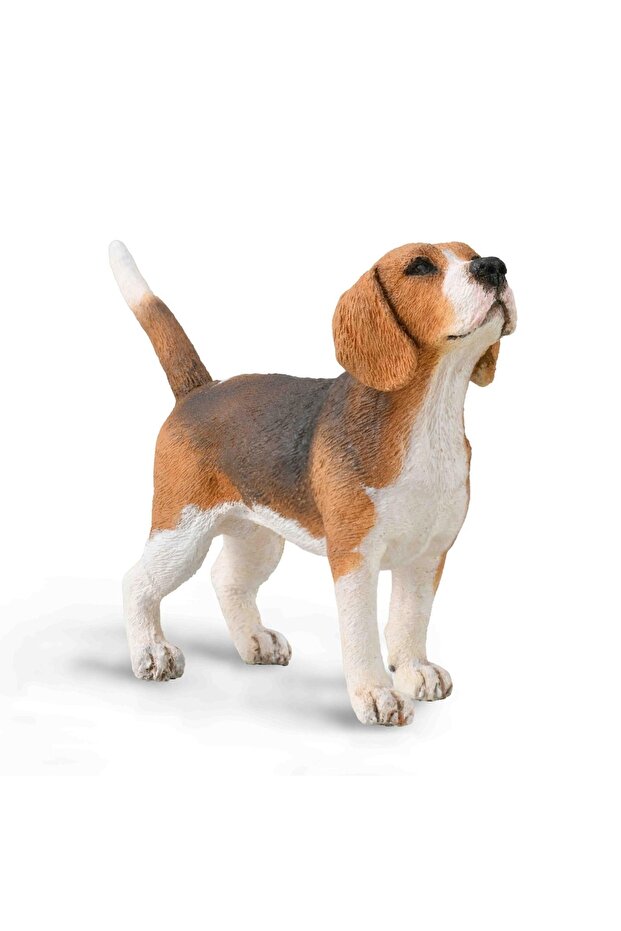Beagle - 1