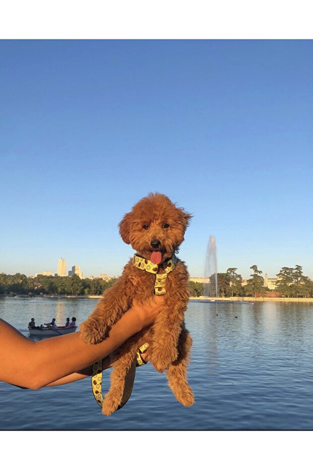 Tasma Seti Coconut Model - 6