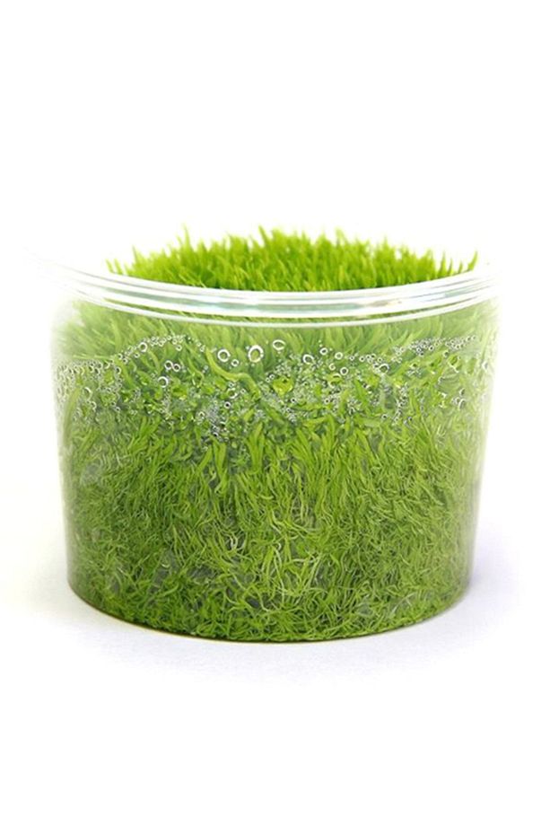 Utricularia Graminifolia In-Vitro Canlı Bitki 360 - 1