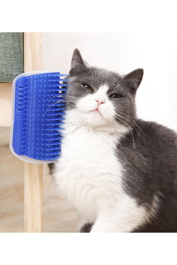 مشط القطط والاسترخاء - 1