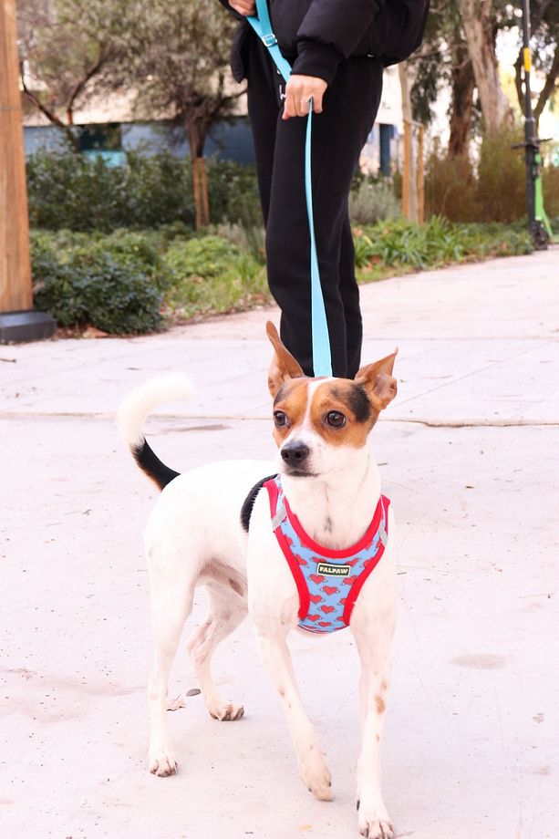Köpek Göğüs Tasma Seti Ayarlanabilir Gezdirme Kayışı Eller Serbest Kalp Desenli - 3