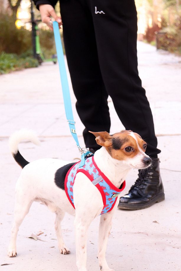 Köpek Göğüs Tasma Seti Ayarlanabilir Gezdirme Kayışı Eller Serbest Kalp Desenli - 4