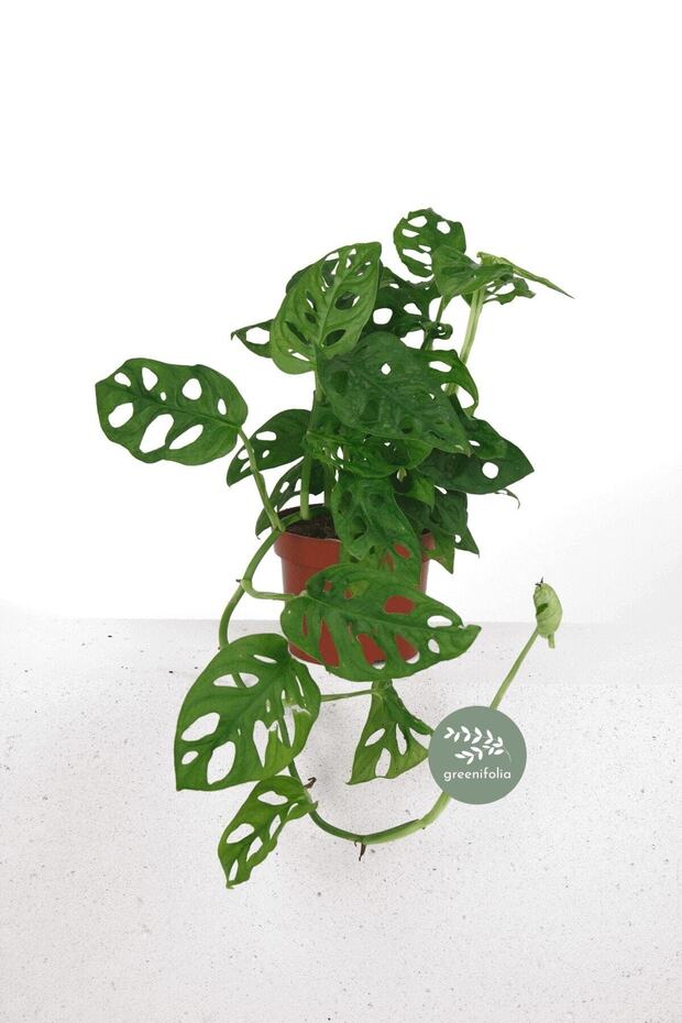 Monstera Monkey Mask - 1