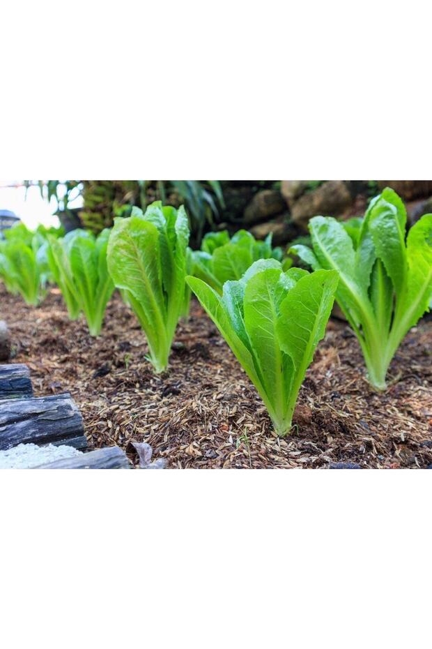 100 Adet Parris Island Romaine Marul Tohumu - 2