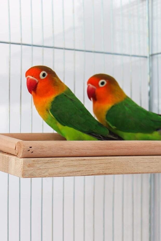 Bird Perch Stand Toy, Bird Food Holder, Natural Wood Bird Cage Accessories, Parrot, Rat
