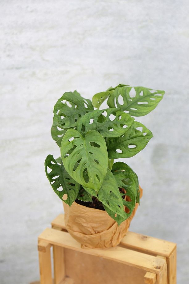 Monstera Adansonii-monstera Monkey Mask-deve Tabanı - 1