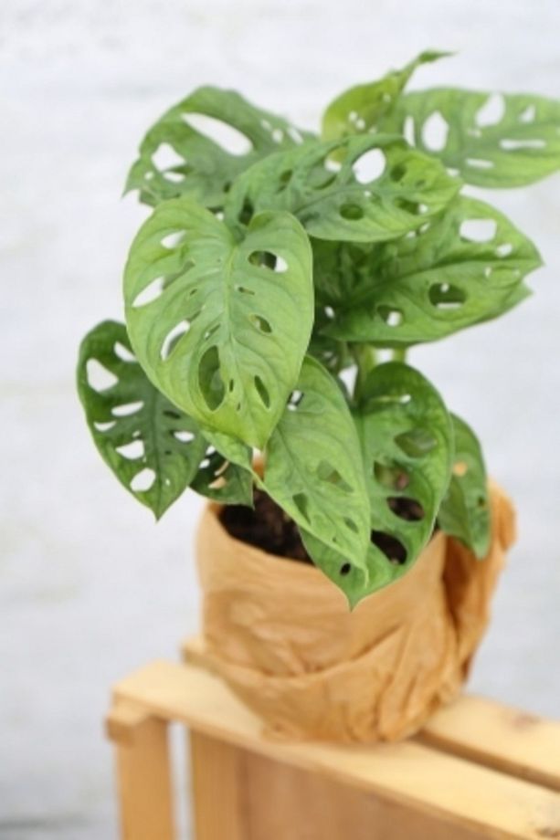 Monstera Adansonii-monstera Monkey Mask-deve Tabanı - 3