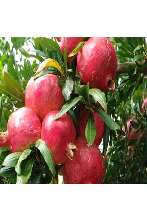 Tatlı Nar Fidanı - 1