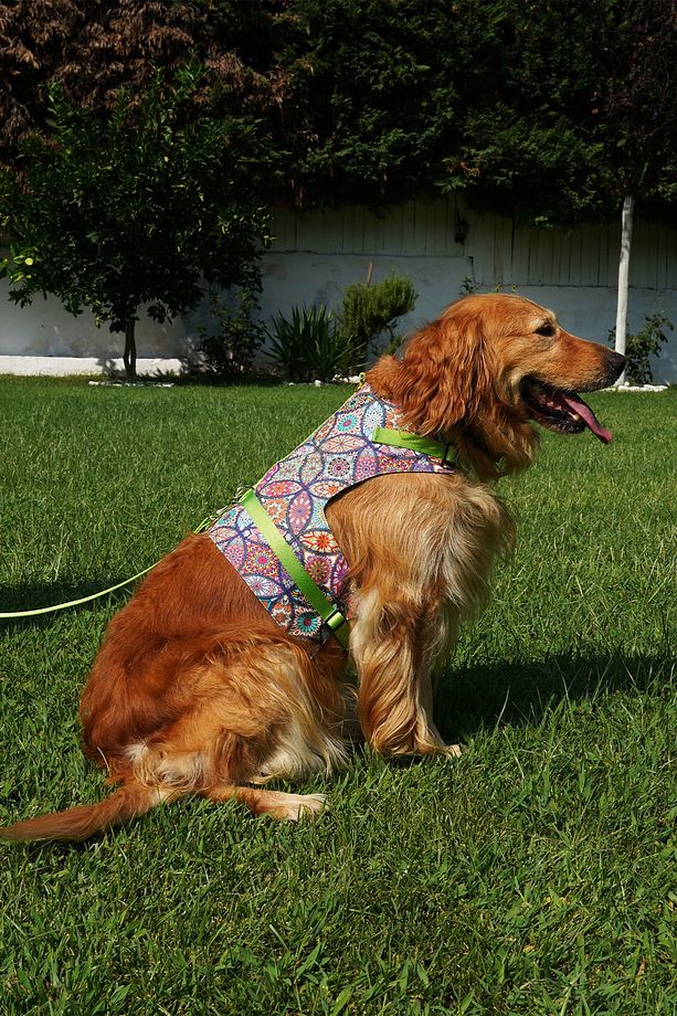 Kaçış Önleyici Köpek Göğüs Tasma Seti Küçük Irk Ve Büyük Irk Köpek Gezdirme Tasması - 1