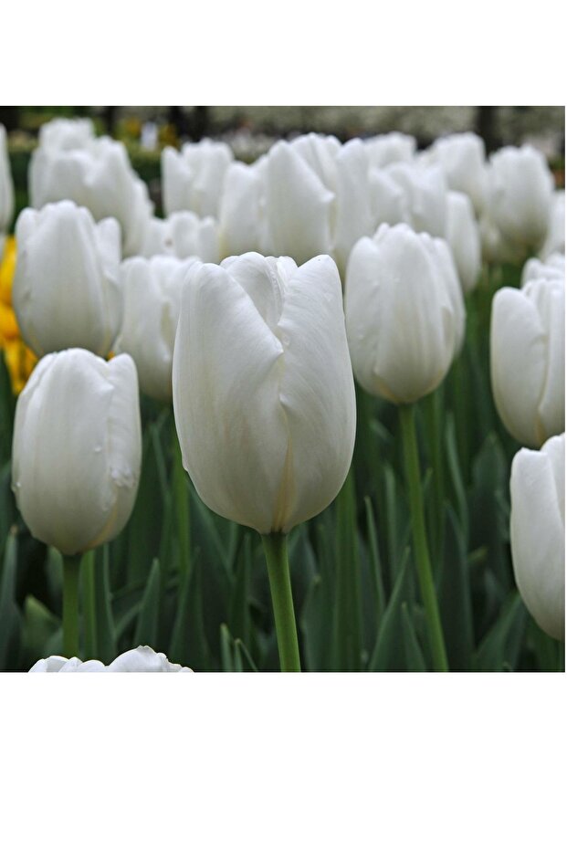 Beyaz Lale Soğanı 5 Adet - 1