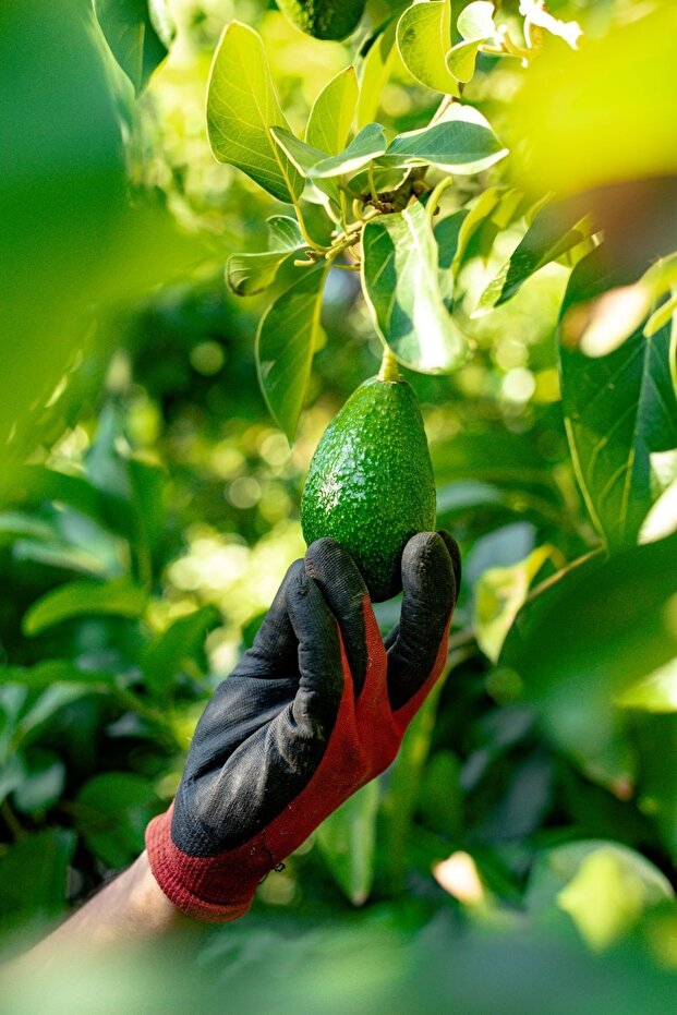 Avokado 8 Adet - 1