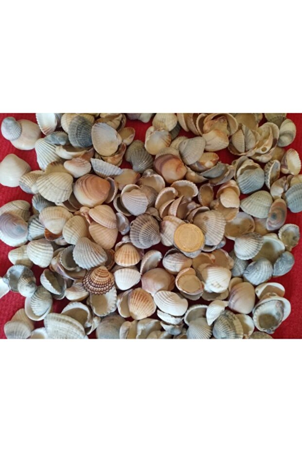 100 قطعة من الصدف - 1
