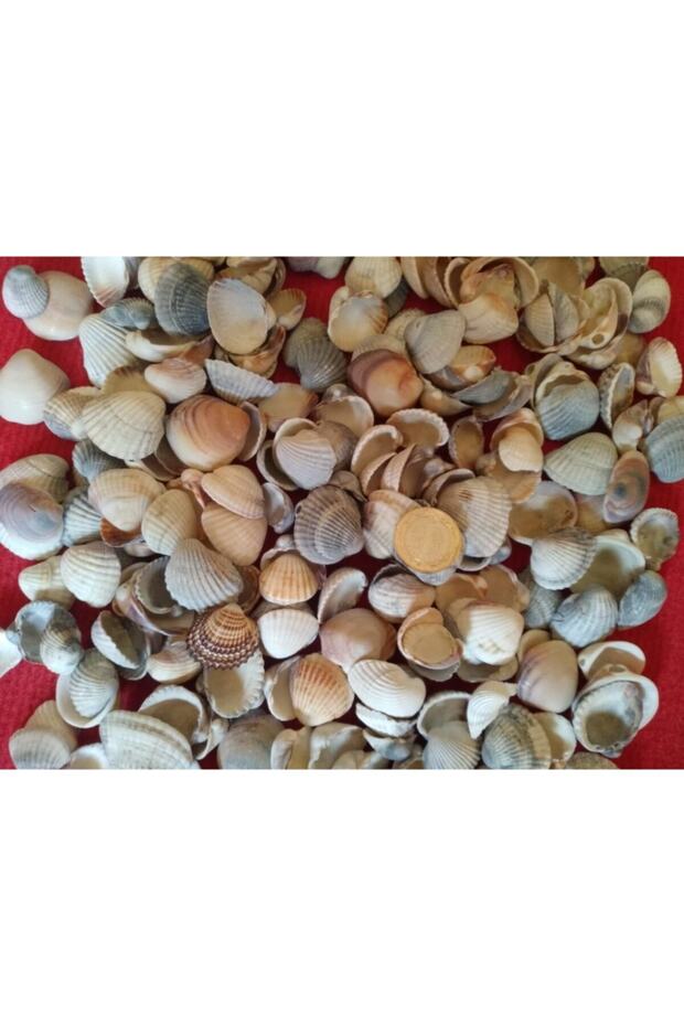 صدف 500 قطعة صدف - 1