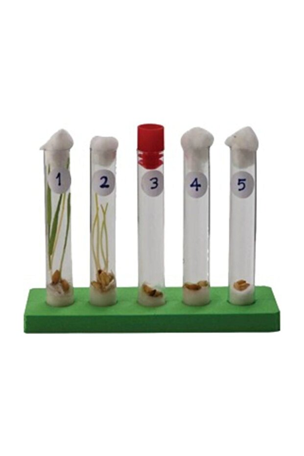 Çimlenme Deney Seti - 1