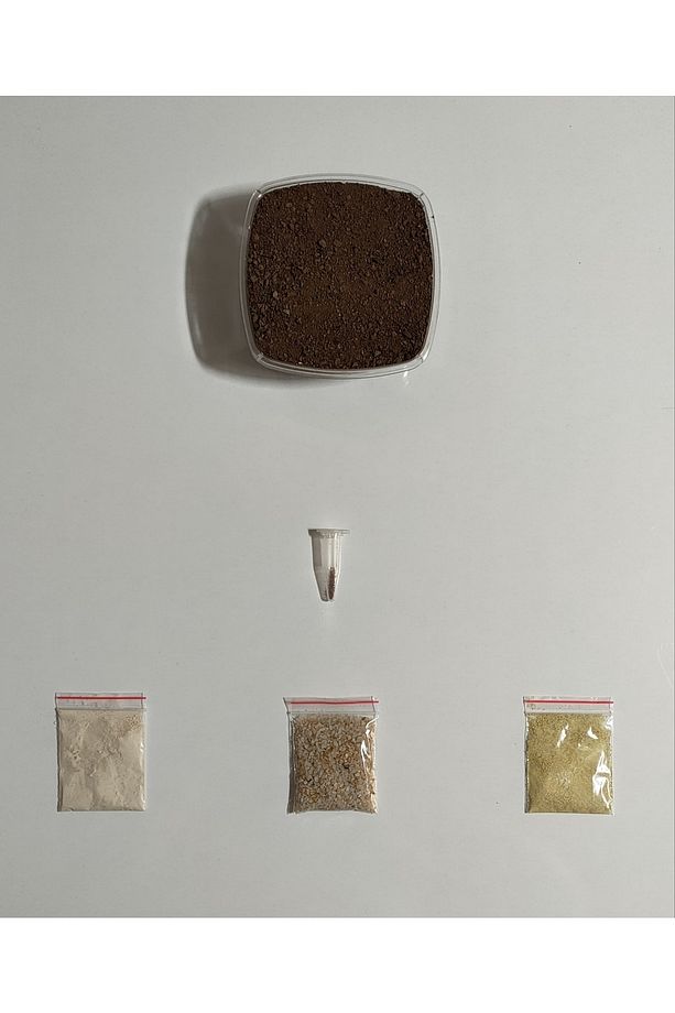 Taş Kaktüs - Lithops Tohum Seti ( 50 Adet Tohum ) - 4