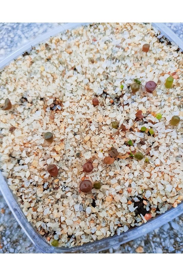 Taş Kaktüs - Lithops Tohum Seti ( 50 Adet Tohum ) - 6