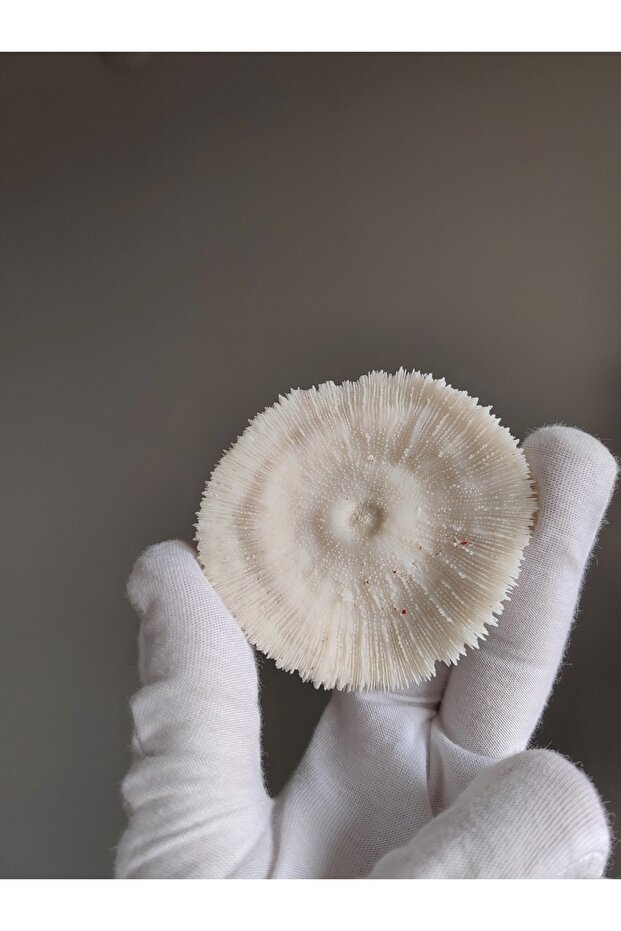 Mantar Mercan / 1 Adet / 5 Ila 8 Cm Arası - 2