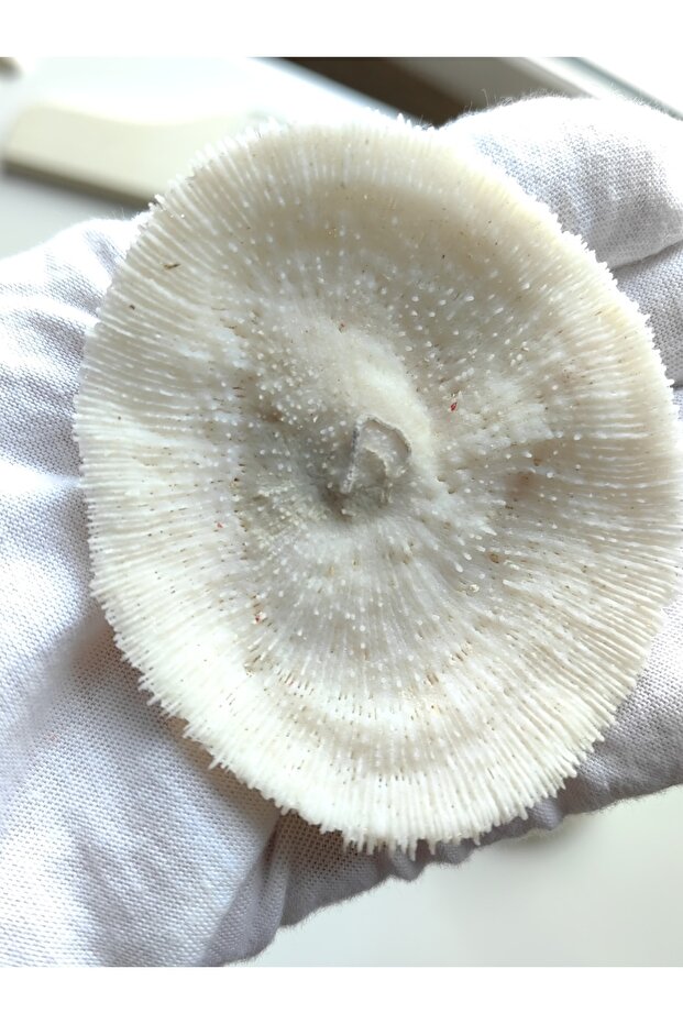 Mantar Mercan / 1 Adet / 5 Ila 8 Cm Arası - 5