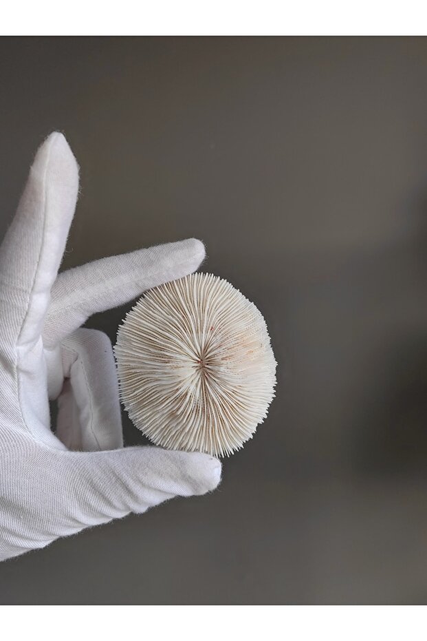 Mantar Mercan / 1 Adet / 5 Ila 8 Cm Arası - 1