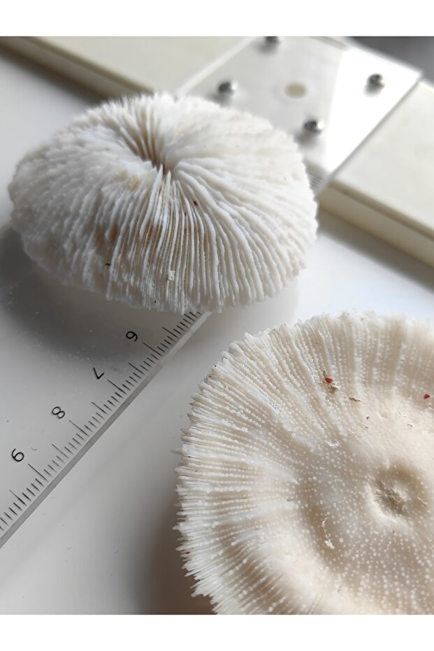 Mantar Mercan / 1 Adet / 5 Ila 8 Cm Arası - 3