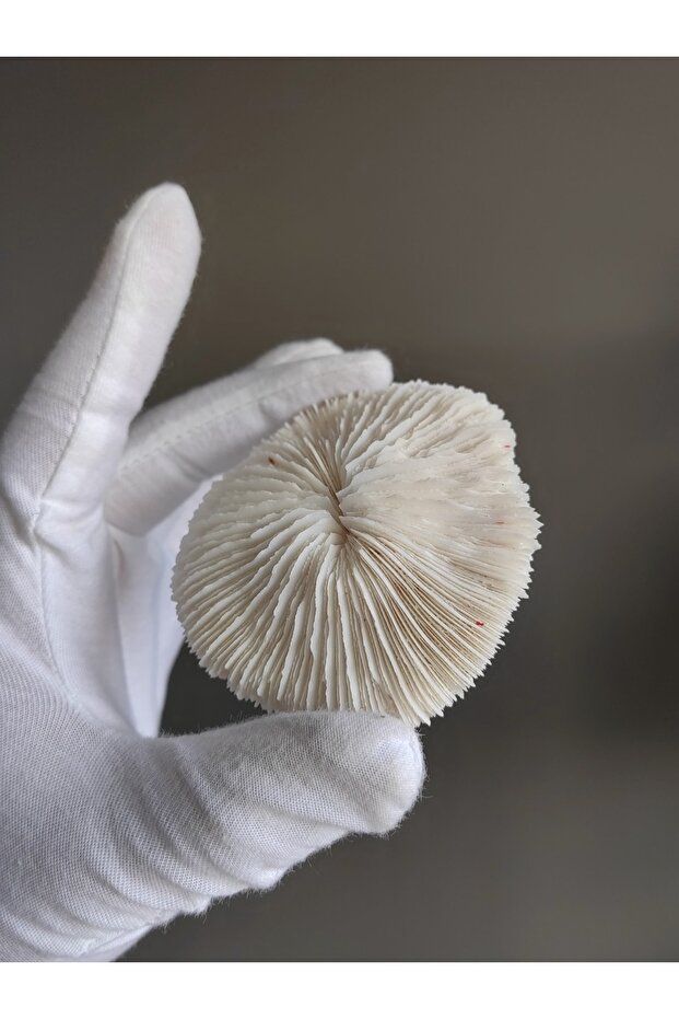 Mantar Mercan / 1 Adet / 5 Ila 8 Cm Arası - 8