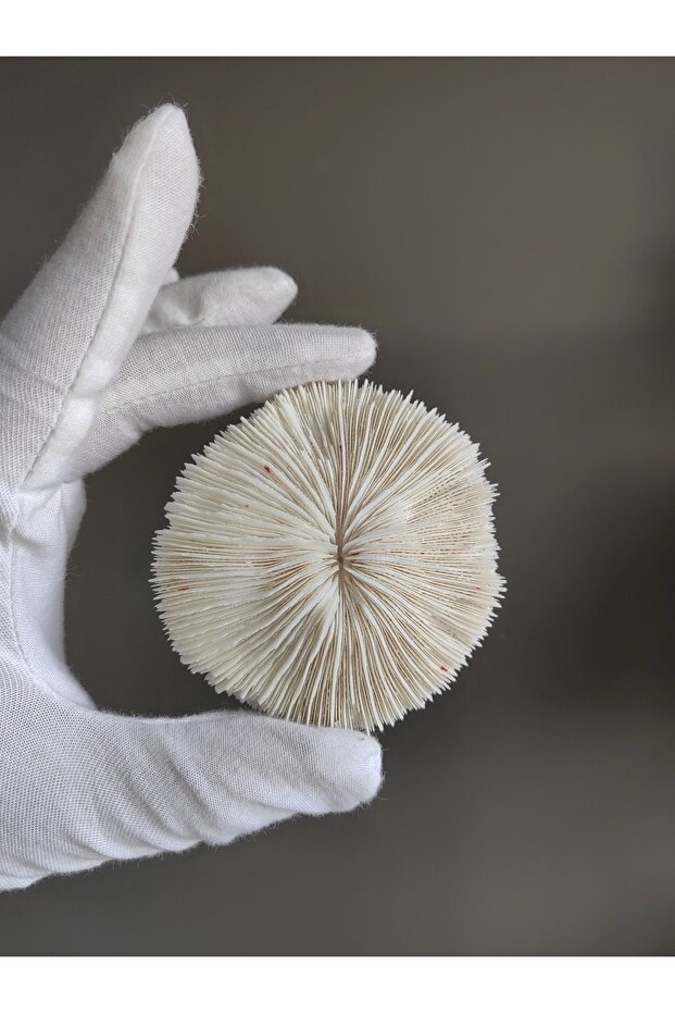Mantar Mercan / 1 Adet / 5 Ila 8 Cm Arası - 4