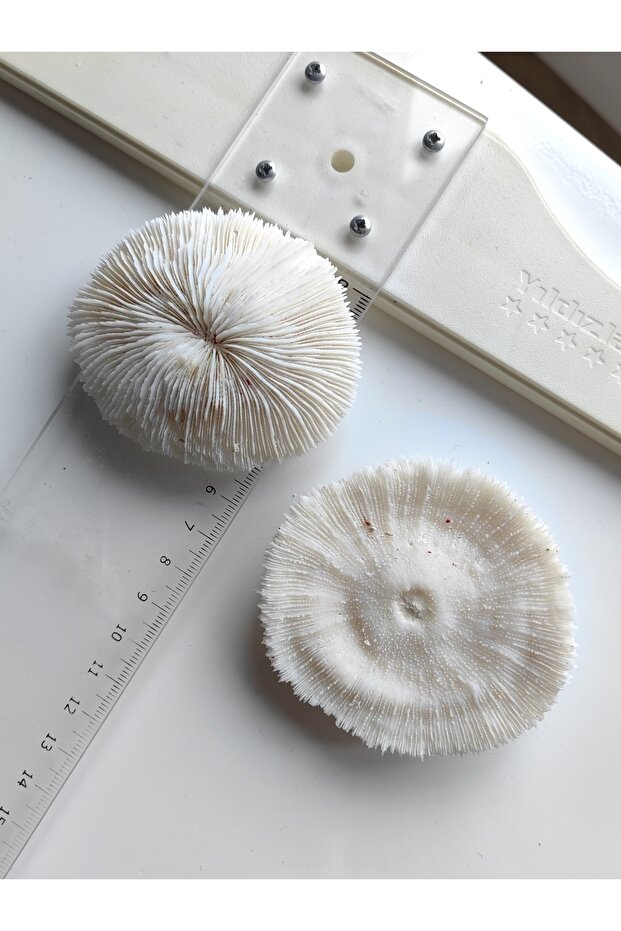 Mantar Mercan / 1 Adet / 5 Ila 8 Cm Arası - 7