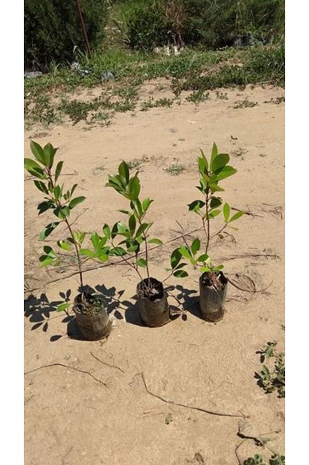 10 Adet Adet Tüplü Alev Çalısı, Alev Ağacı 40-50 Cm. Tüplü Fidanlar Her Mevsim Dikilebilir - 3