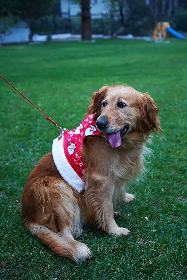 Kaçış Önleyici Köpek Göğüs Tasma Seti Küçük Irk Ve Büyük Irk Köpek Gezdirme Tasması Pp-x1001 - 2