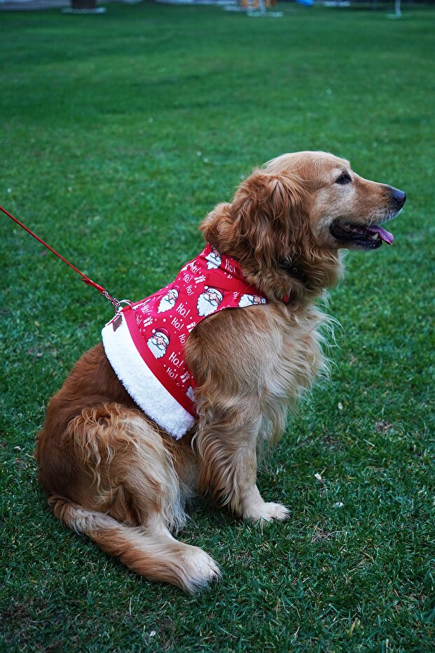 Kaçış Önleyici Köpek Göğüs Tasma Seti Küçük Irk Ve Büyük Irk Köpek Gezdirme Tasması Pp-x1001 - 1